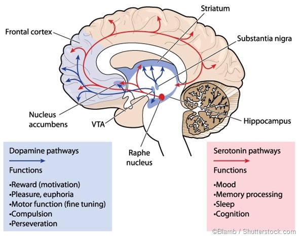 Dopamine and Serotonin pathway